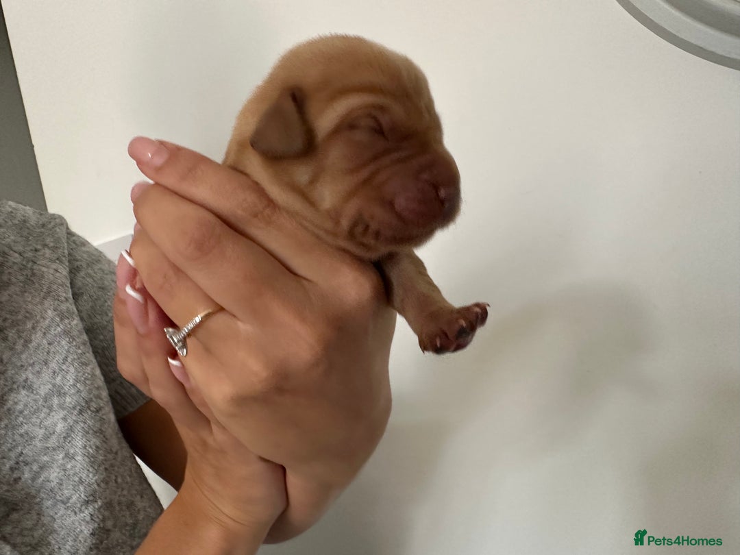 Labrador Retriever dogs for sale: Working Class Fox Red Labs  - Image 11