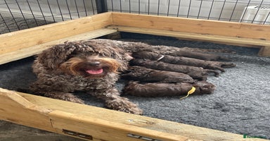 Australian Labradoodle dogs - Advert 3