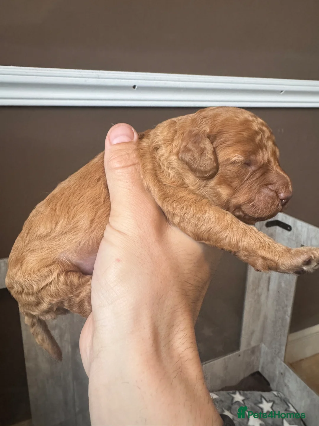 Cockapoo dogs for sale: F2 Apricot Cockapoos - Advert 4