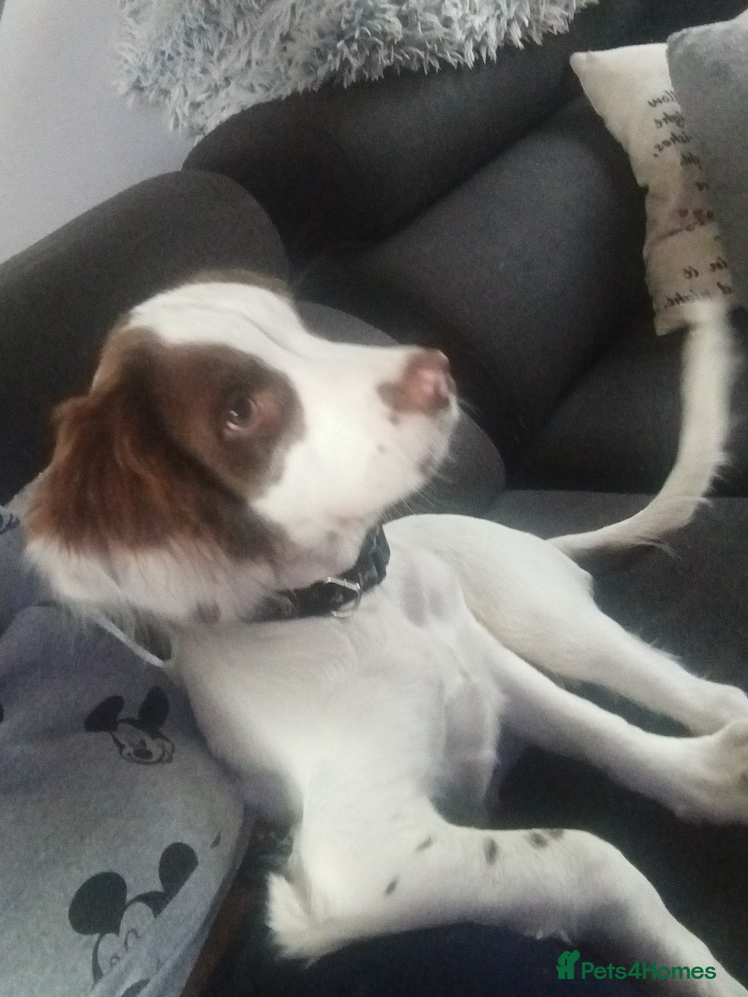 English Springer Spaniel dogs for sale: Sprinter spaniel  - Image 8