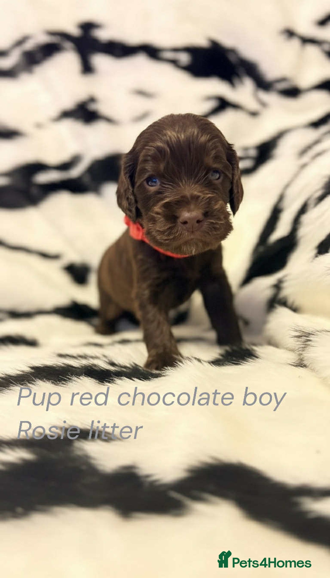 Cocker Spaniel dogs for sale: Beautiful show cocker puppies  - Advert 2