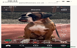 Boxer dogs for sale: Boxer puppies from Health Tested Parents  - Image 17