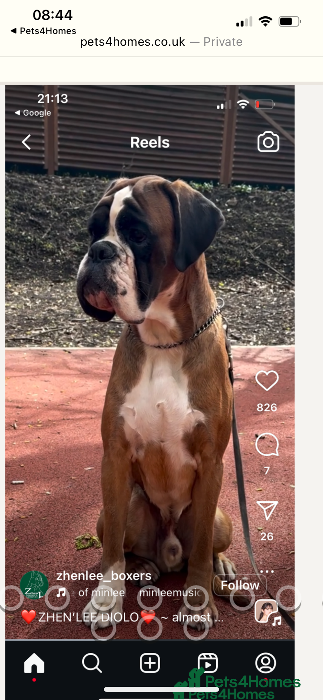 Boxer dogs for sale: Boxer puppies from Health Tested Parents  - Image 17