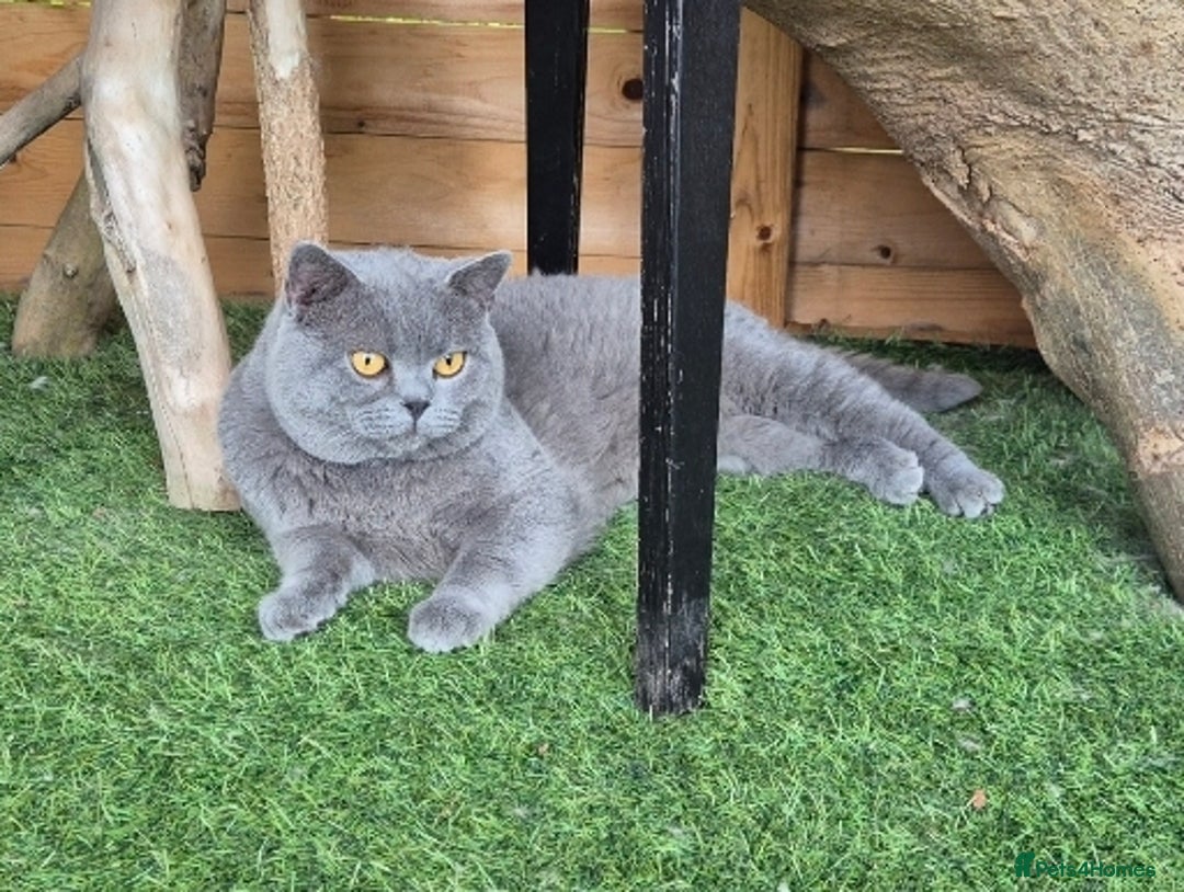 Mixed Breed cats for sale: Persian x british short hair - Advert 7