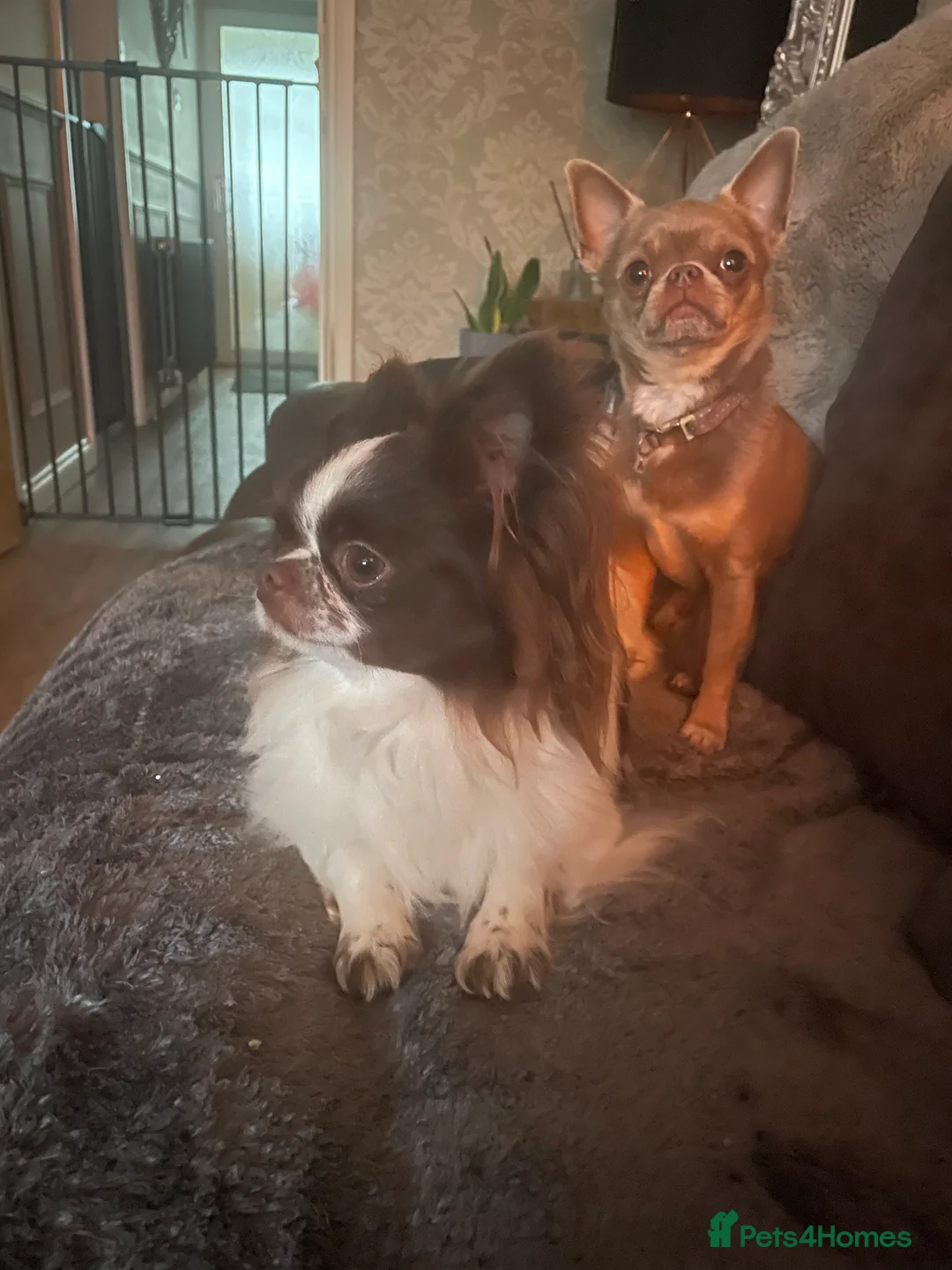 Chihuahua dogs for stud: Proven Stud  in Tamworth - Advert 9