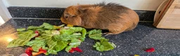 Guinea Pig rodents for sale: Beautiful male guinea pig for a good home! in Morecambe - Advert 2
