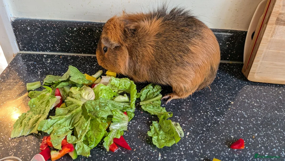 Guinea Pig rodents for sale: Beautiful male guinea pig for a good home! in Morecambe - Advert 2