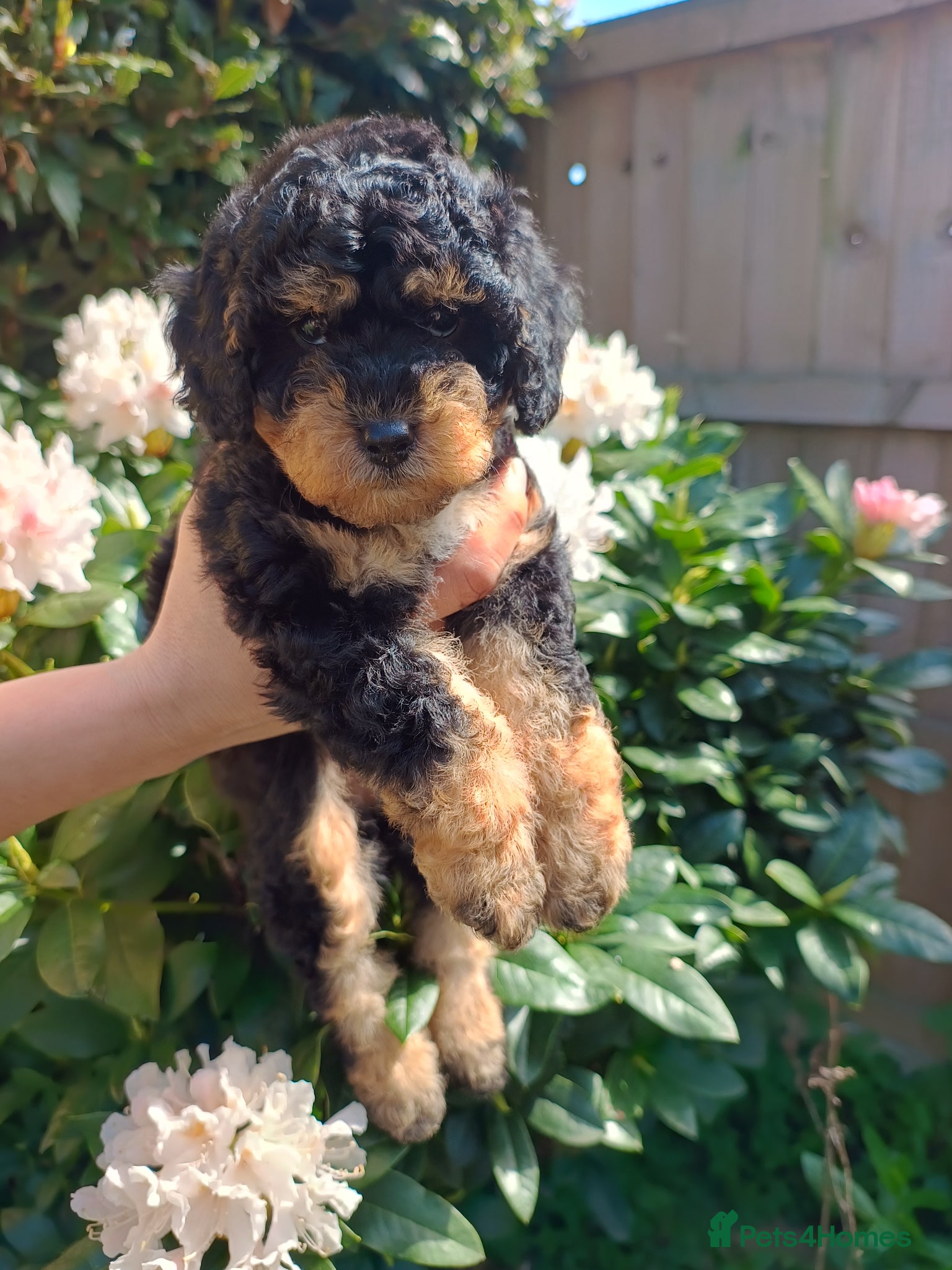 Cockapoo dogs Gorgeous Cockapoo puppies F1B - Advert 2