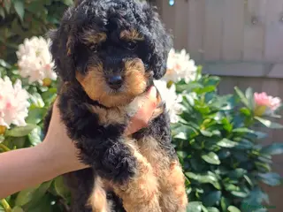 Cockapoo dogs Gorgeous Cockapoo puppies F1B - Advert 7
