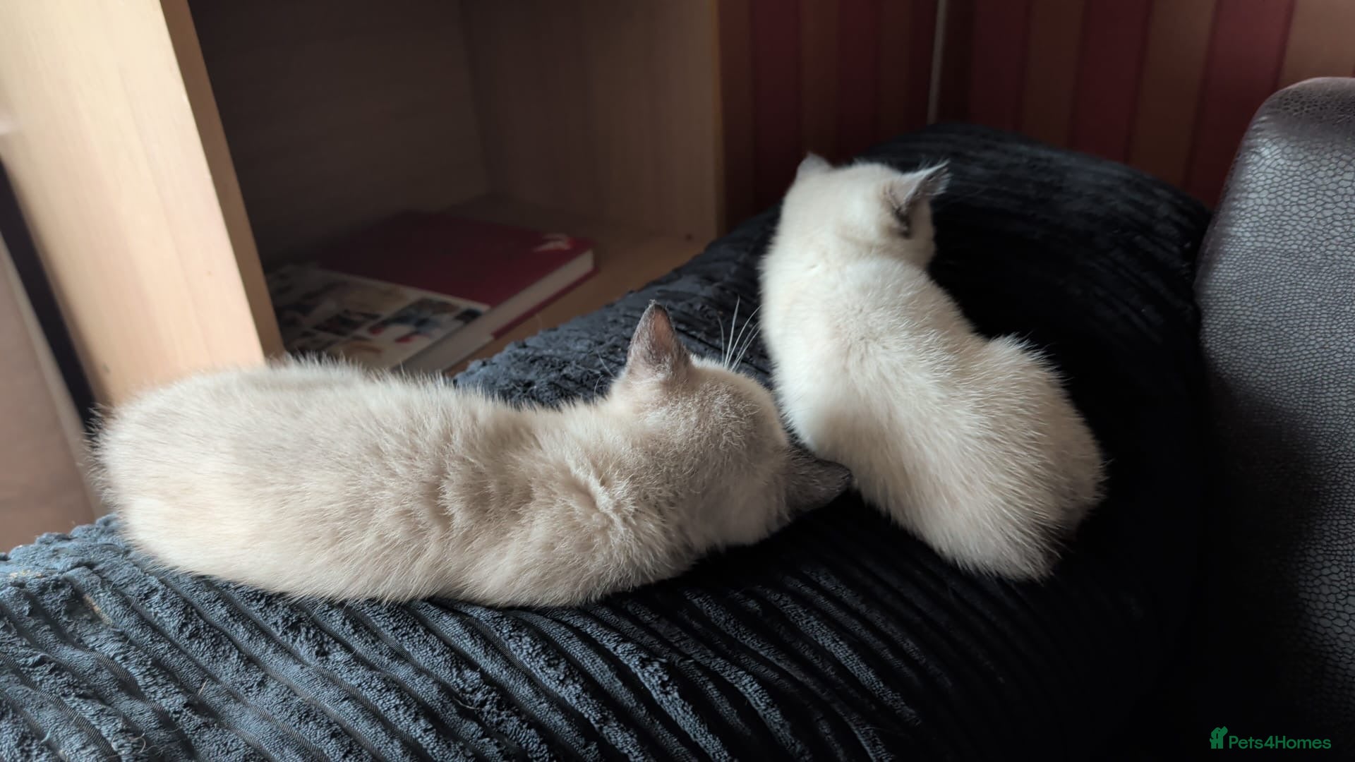 Mixed Breed cats for sale: Siamese Cross Ragdoll kittens plus black/white - Advert 20