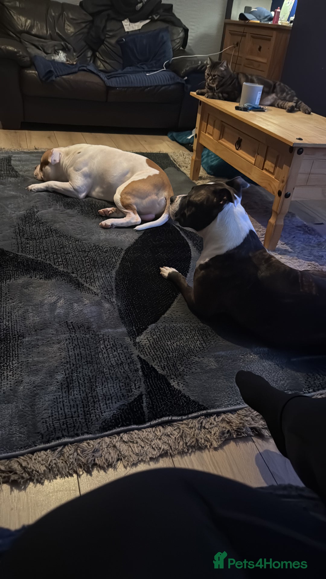 Mixed Breed dogs for sale: 2 dogs FTGH - Image 11
