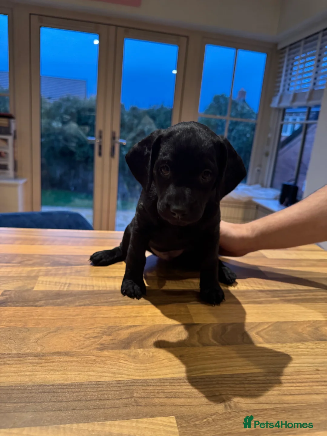 Mixed Breed dogs for sale: CockerDoodleDoo in Market Harborough - Advert 7