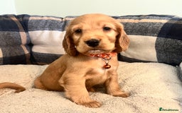 Cocker Spaniel dogs for sale: * KC Registered show type cockers * - Image 10