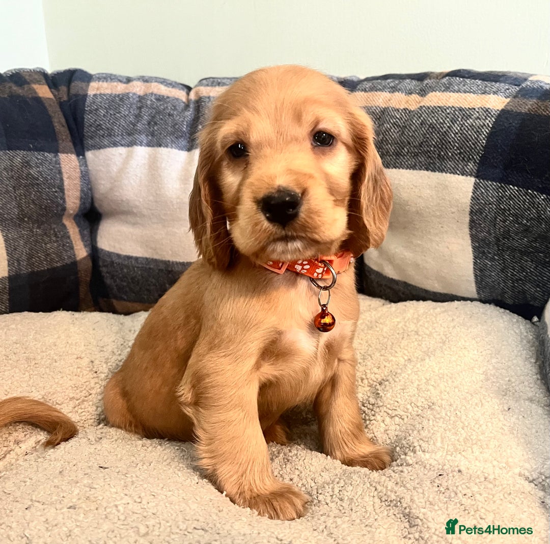 Cocker Spaniel dogs for sale: * KC Registered show type cockers * - Image 10