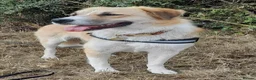 Mixed Breed dogs for adoption: Matilda, a beautiful dog - Advert 4