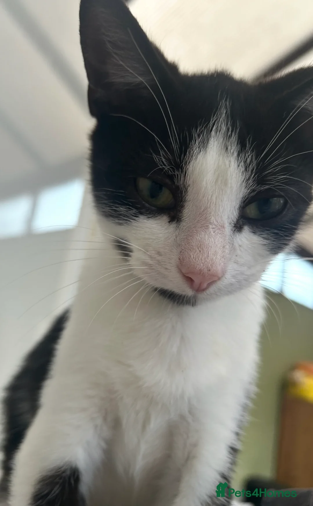 Domestic Shorthair cats for sale: 2 Male Cats to be rehomed - Advert 2