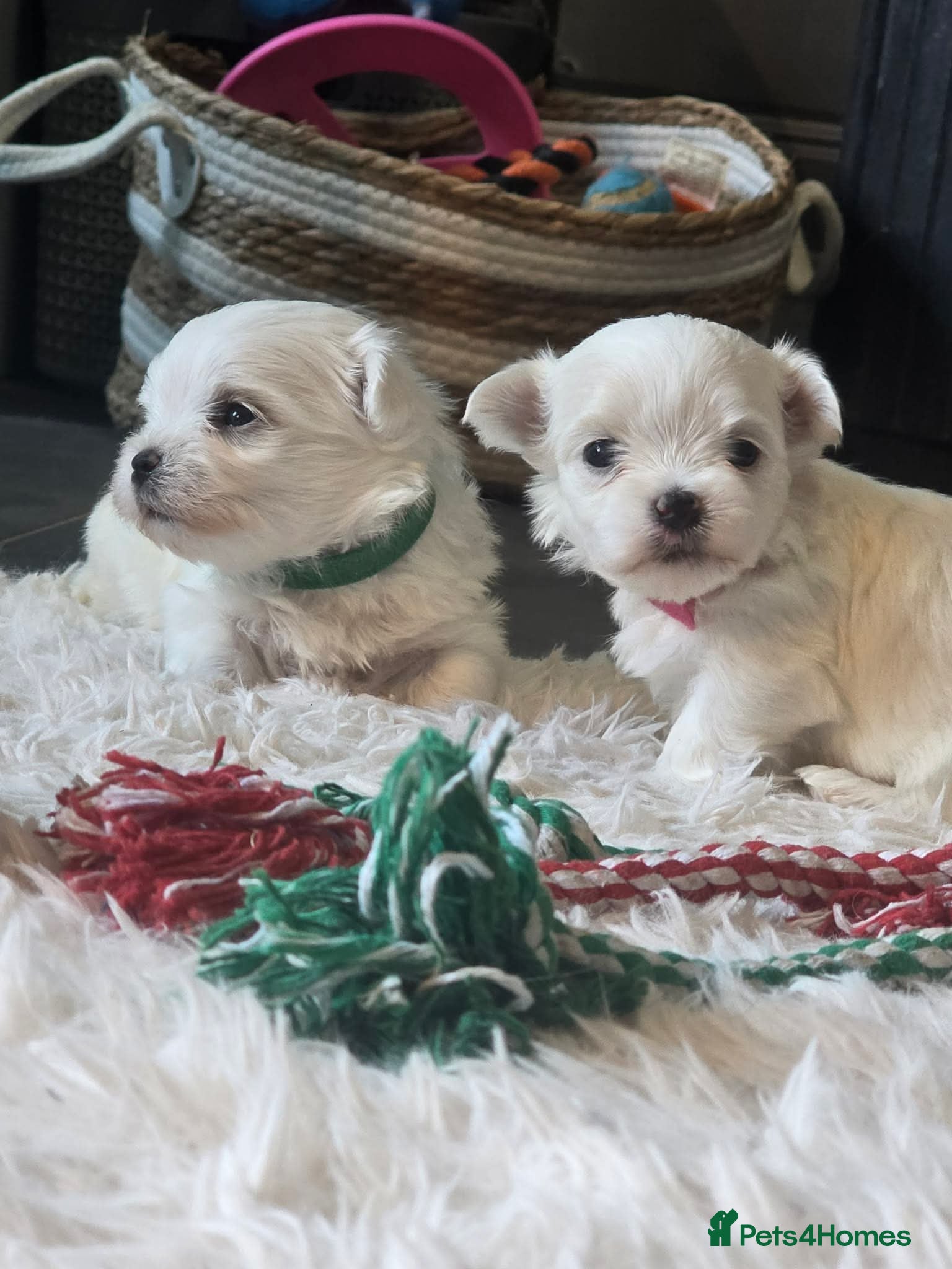 Maltese dogs Show quality Maltese  - Advert 2