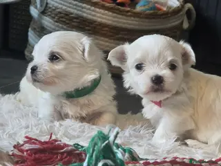 Maltese dogs Show quality Maltese - Advert 2