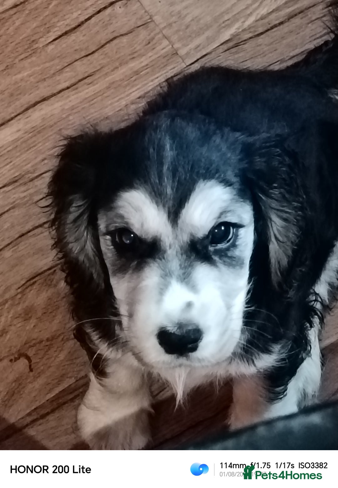 Cocker Spaniel dogs for sale: Cocker Spaniel puppies  - Image 15