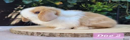 Mini Lop rabbits for sale: Beautiful pure bred mini lops - Advert 4