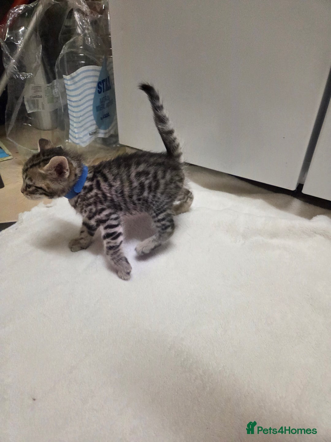 Bengal cats for sale: Beautiful 1/2 bengal kittens - Image 32