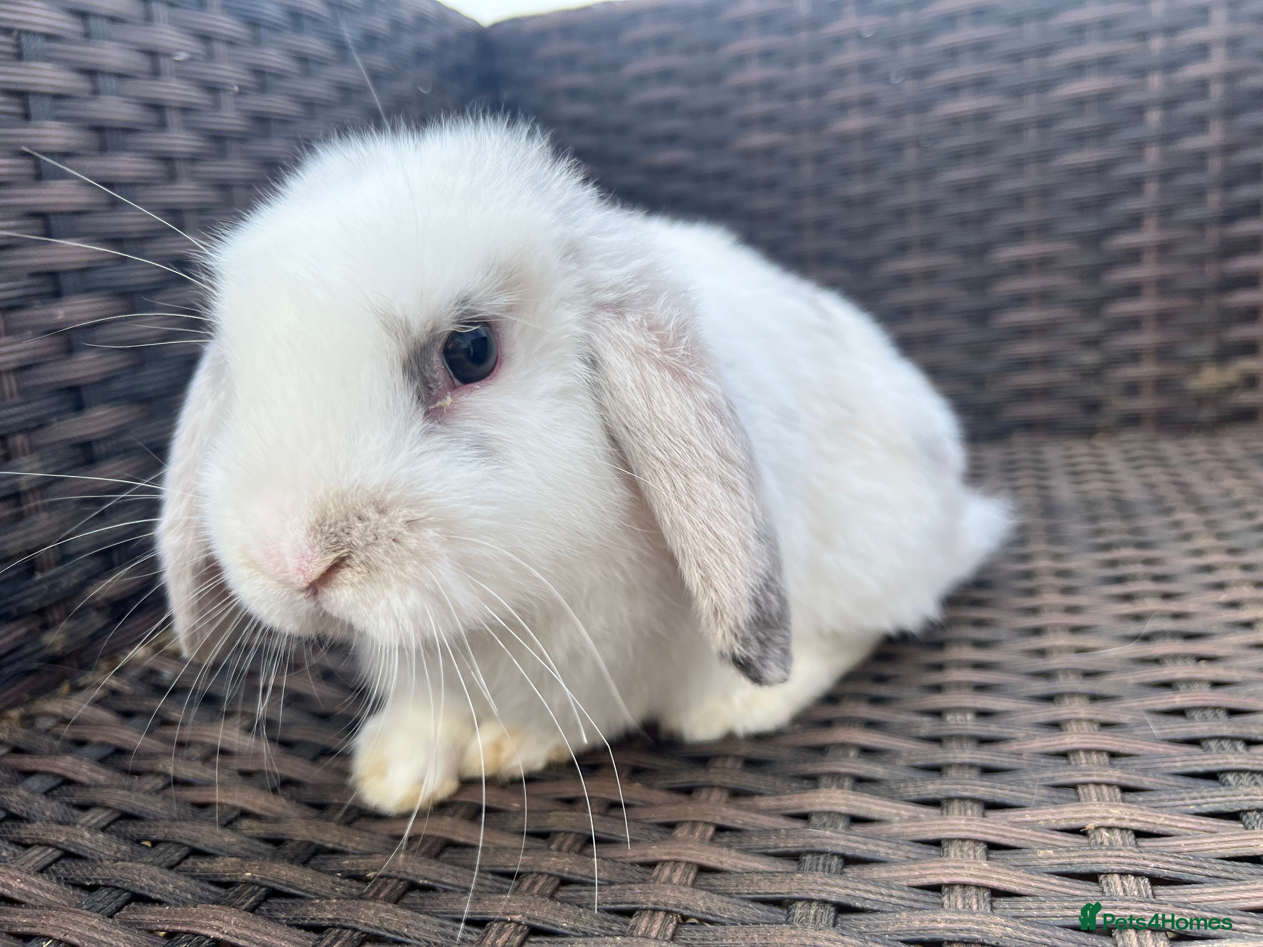 Mini Lop rabbits Lovely Baby Mini Lops - Advert 8