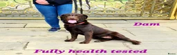 Labrador Retriever dogs for sale: Gorgeous Chocolate Labrador Puppies  - Advert 18
