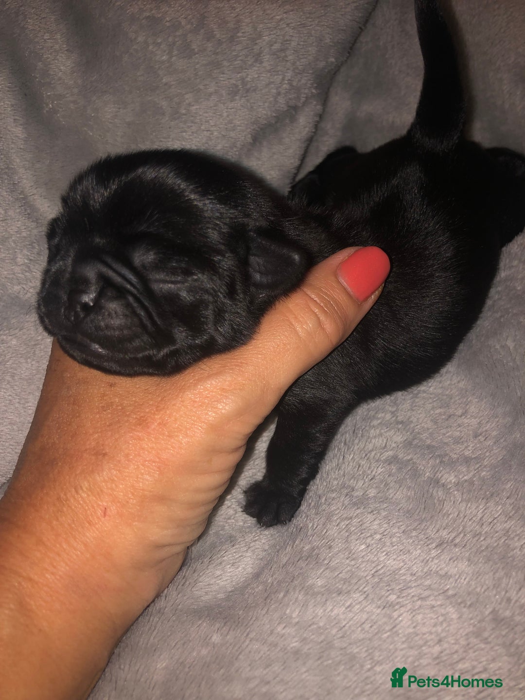Pug dogs for sale: Pug puppies - Image 25