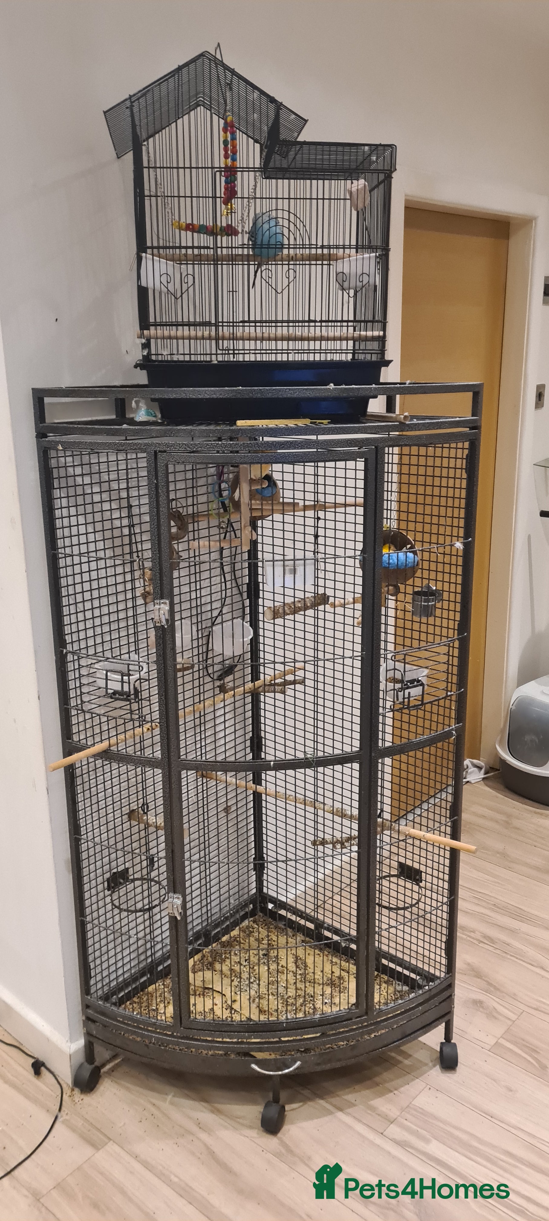 Canaries birds Breeding pair of yellow canarys plus male budgie - Advert 1