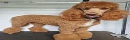 Standard Poodle dogs for sale: Fully Health Tested St Poodle Puppies  - Advert 4