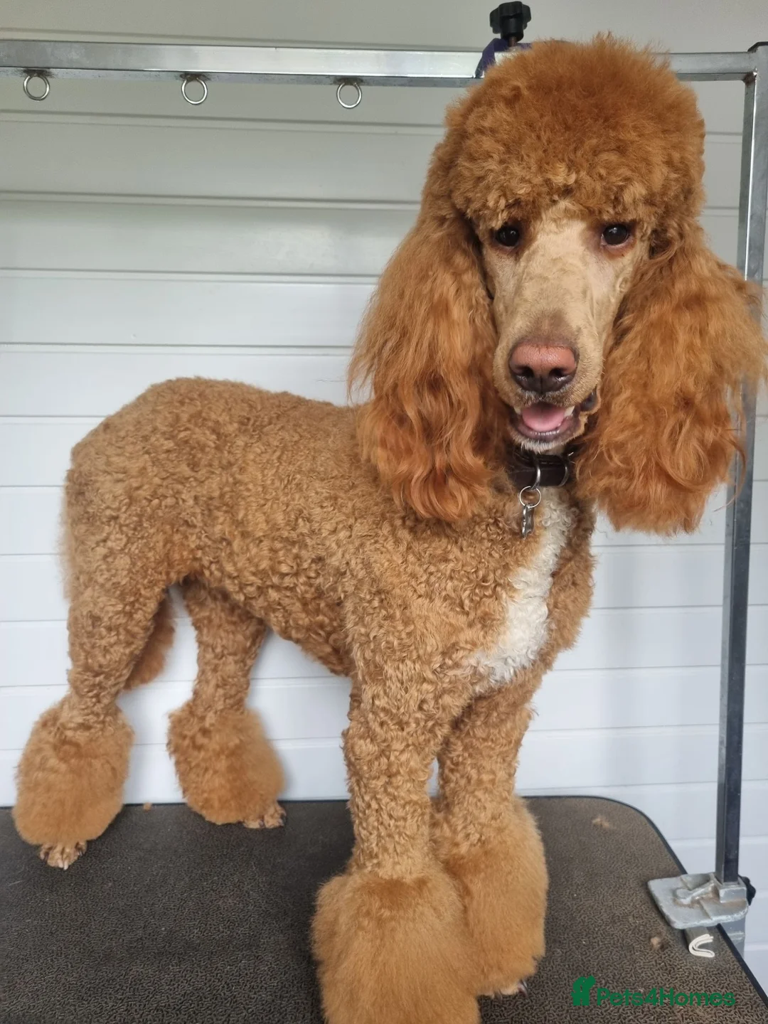 Standard Poodle dogs for sale: Fully Health Tested St Poodle Puppies  - Advert 4