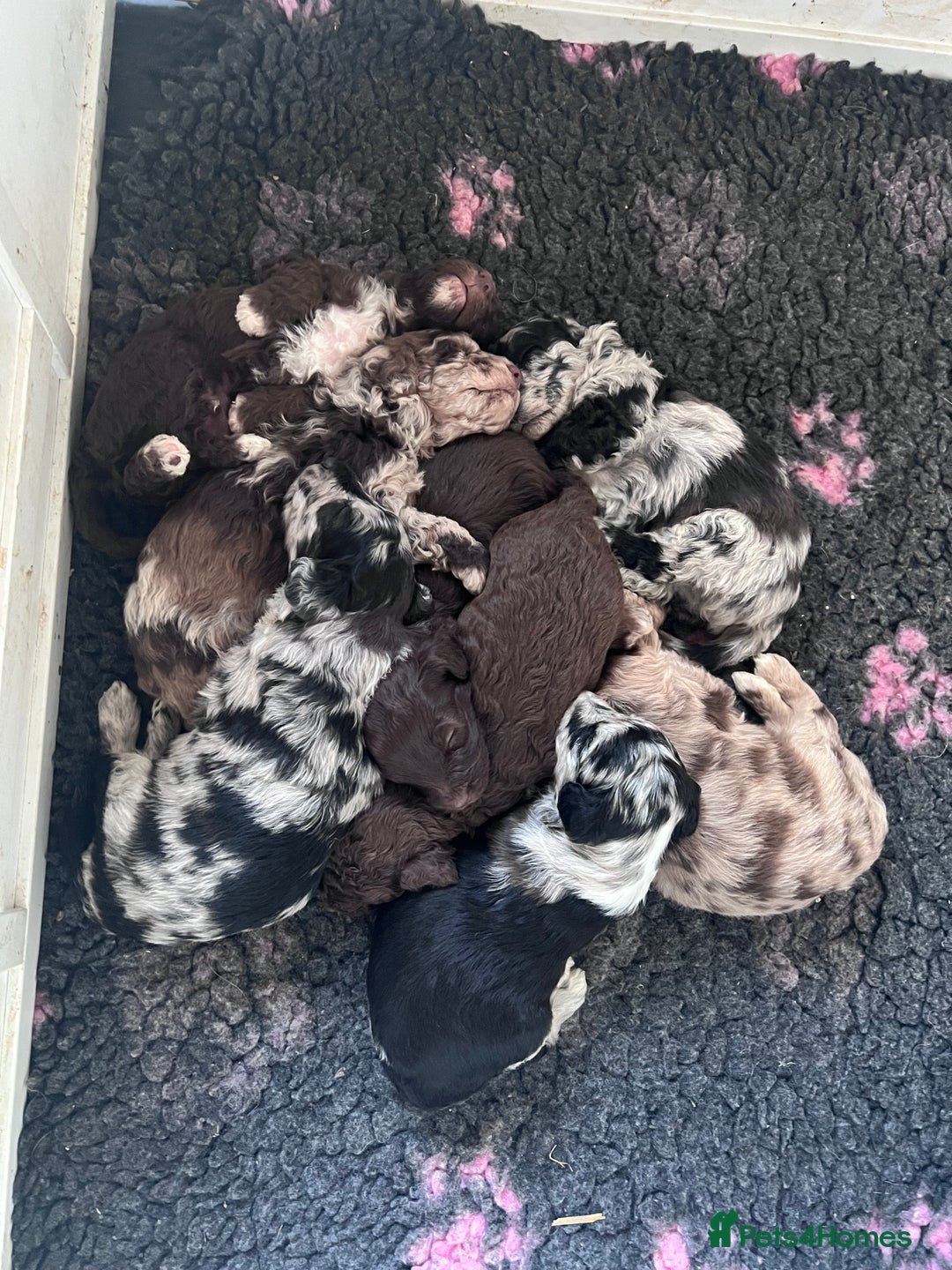 Mixed Breed dogs for sale: Cadoodle Puppies for sale - Advert 4