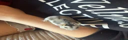Hamster rodents for sale: Dwarf Russian hamster  - Advert 4