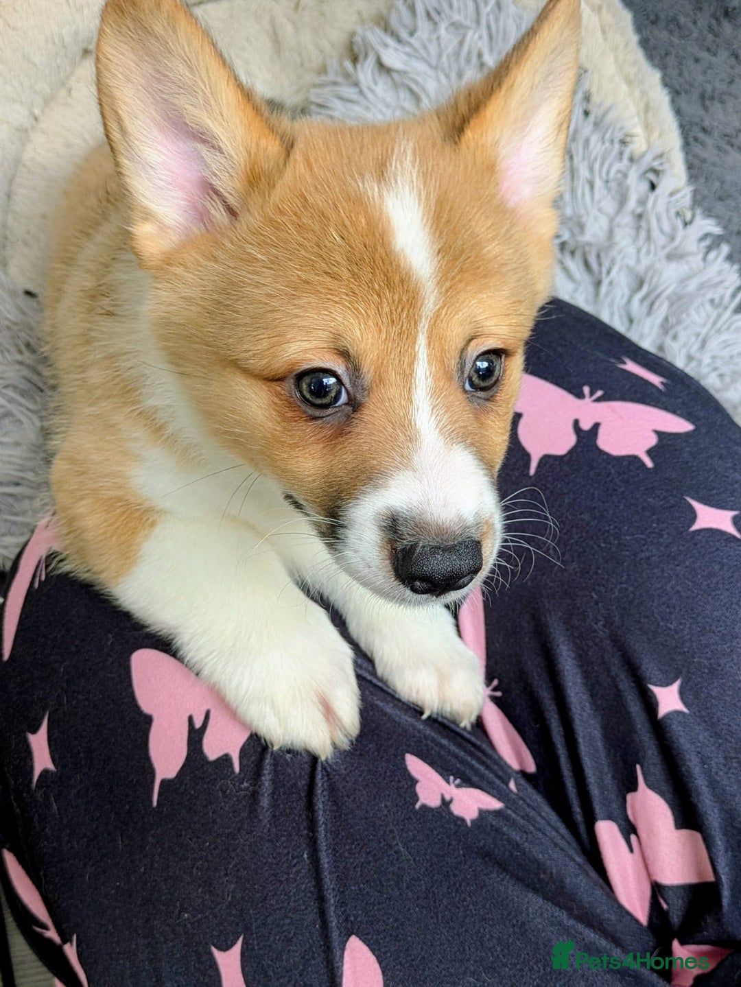Welsh Corgi Pembroke dogs for sale: 3 Cuddly Corgi Pups for Sale; 2 males, 1 female - Image 8
