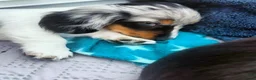 Miniature Dachshund dogs for sale: Beautiful rare miniature Daschunds. Pure 🧬  - Advert 3
