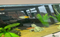 Other/Mixed Breed fish for sale: Mixture of tropical fish for sale £30 for all - Image 2