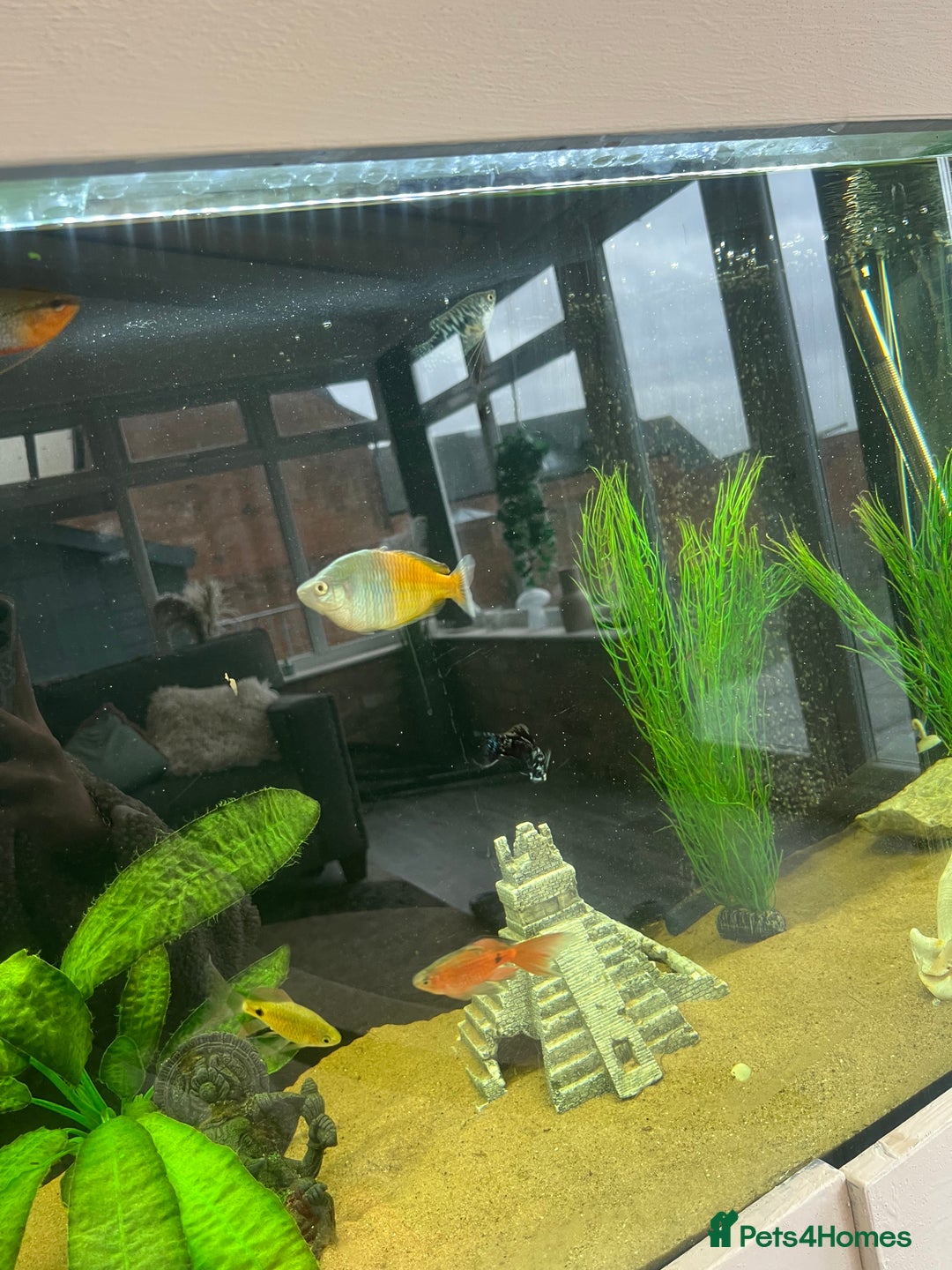 Other/Mixed Breed fish for sale: Mixture of tropical fish for sale £30 for all - Image 2