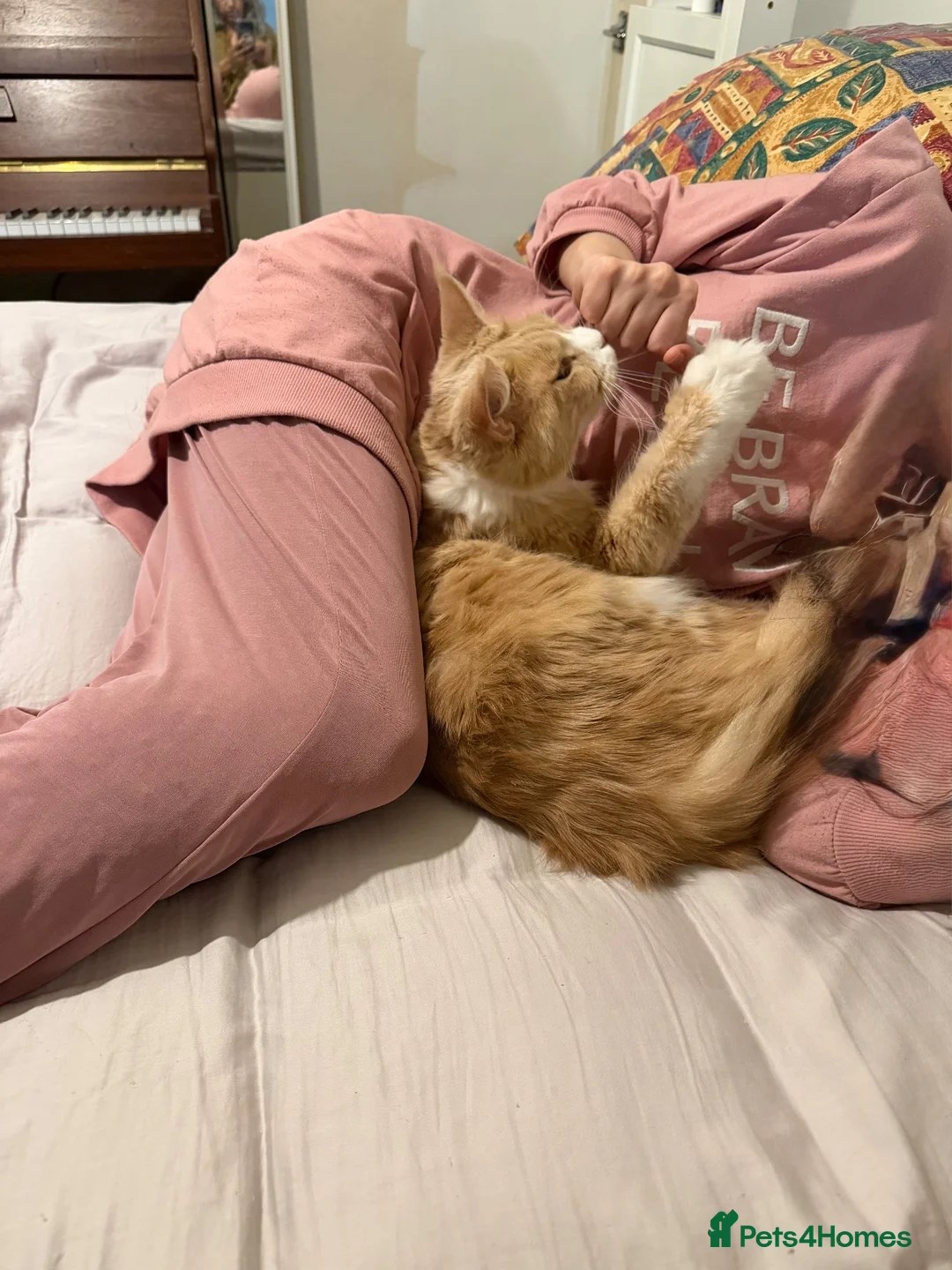 Maine Coon cats for sale: Beautiful Maine coon cat - Advert 1