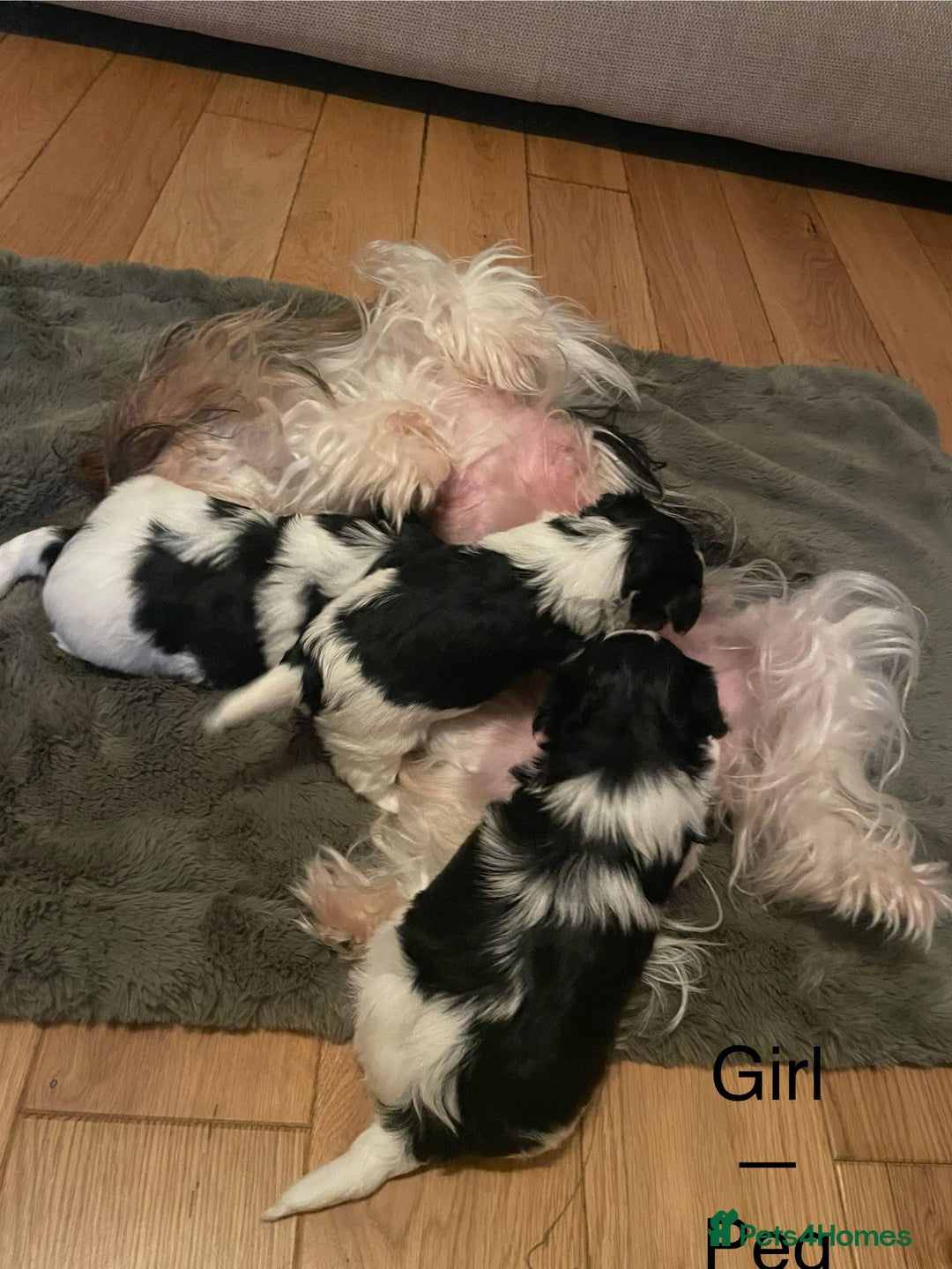 Biewer Terrier dogs for sale: Biewer Terrier Puppies - Advert 18