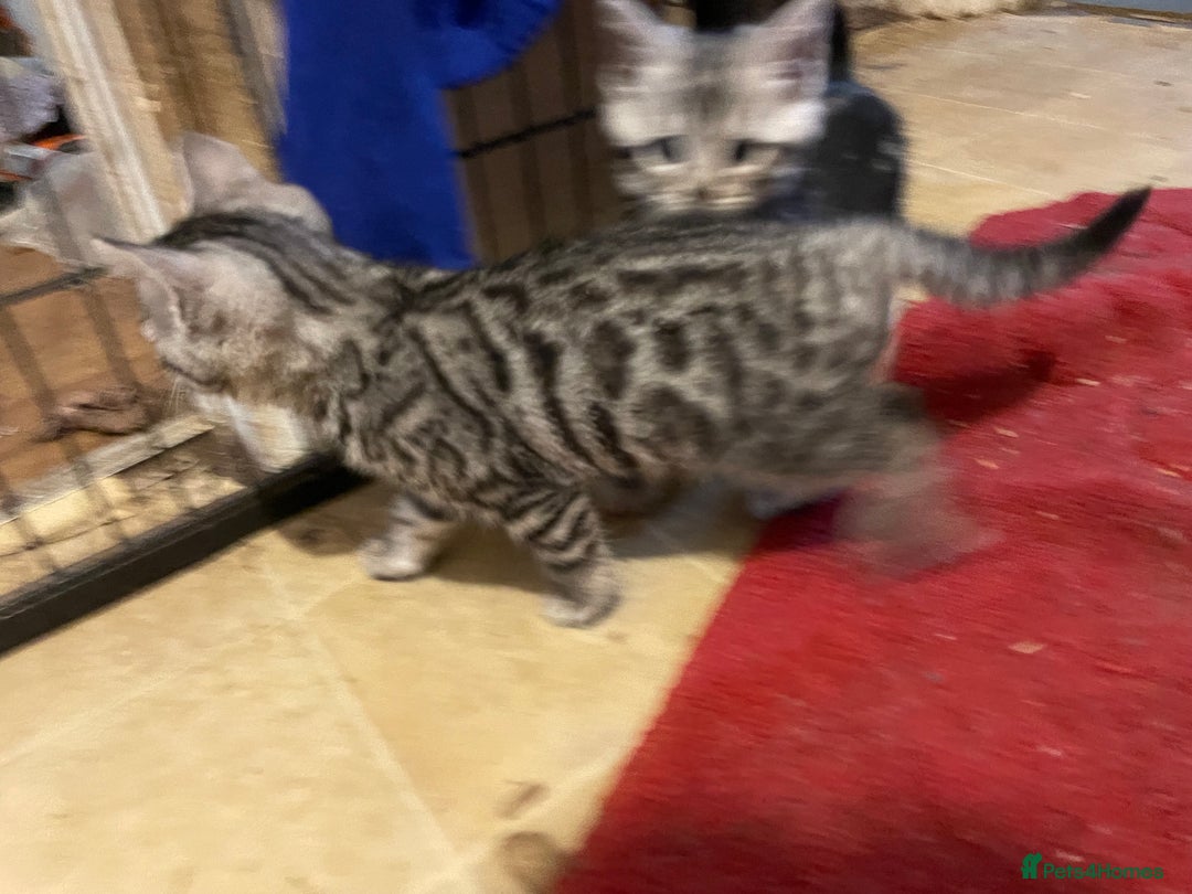 Bengal cats for sale: Bengal x kittens boys  - Advert 9