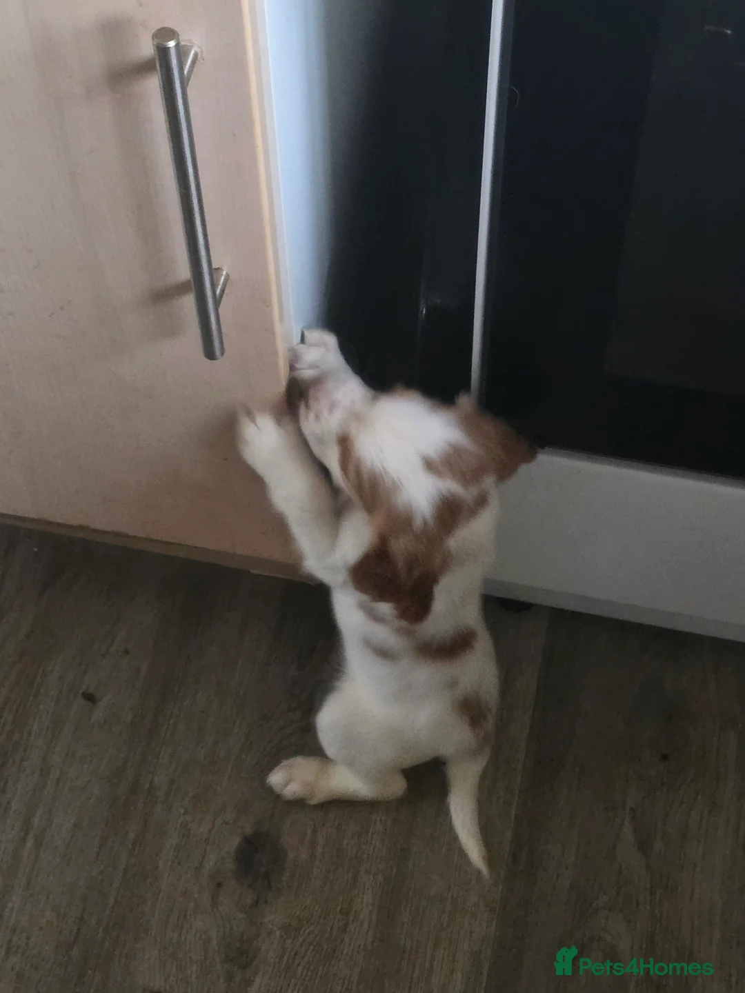 Cocker Spaniel dogs for sale: 5 adorable cocker spaniels for sale  - Advert 2