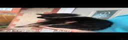 German Shepherd dogs for sale: German Shepherd Puppy’s in Barnsley - Advert 10