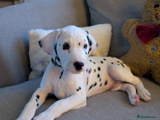 Dalmatian dogs Dalmatian puppies KC reg *1 x girl & 1 x boy left* - Advert 2