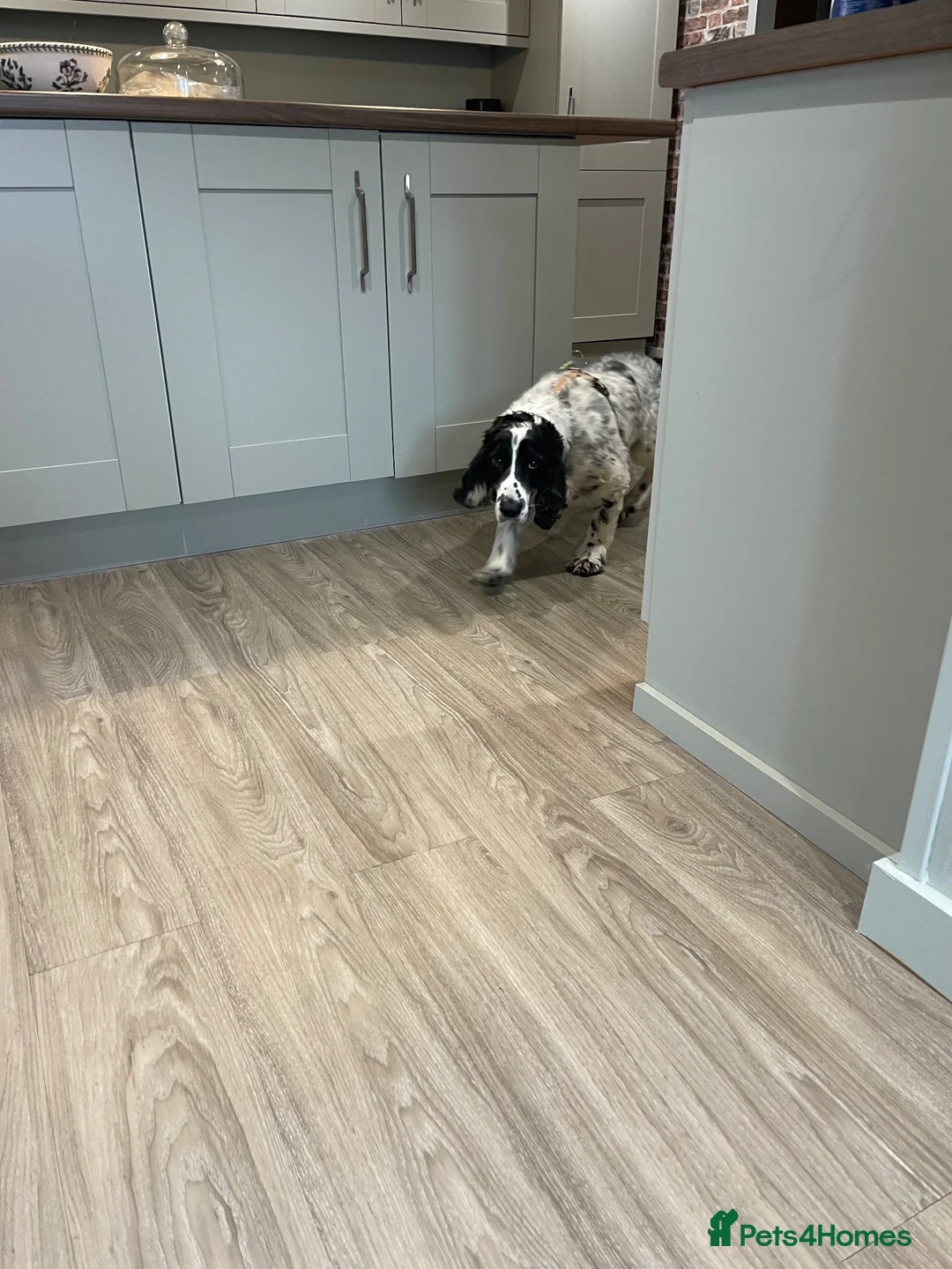 Cocker Spaniel dogs for sale: One very gorgeous boy - Advert 8