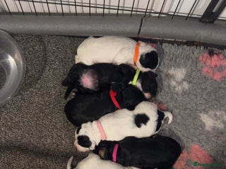 Cocker Spaniel dogs 4 Cocker spaniel puppy’s - Advert 18