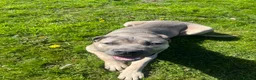 Cane Corso dogs for sale: 9 month old Cane Corso in Launceston - Advert 3
