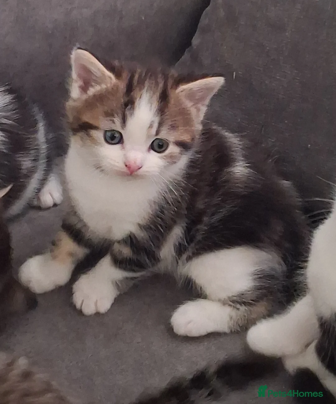 British Shorthair cats for sale: British Shorthair kitten  in West Bromwich - Advert 2