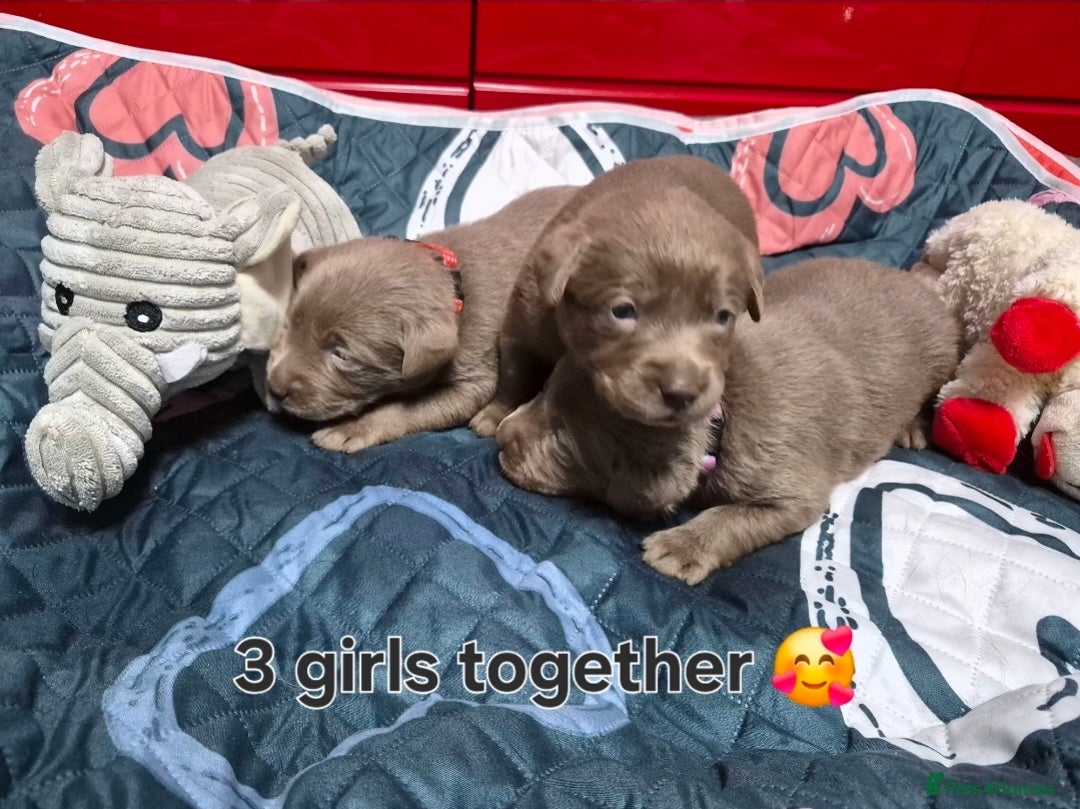 Labrador Retriever dogs for sale: 💎 Stunning Litter of 8 Silver Labradors 💎 - Advert 20