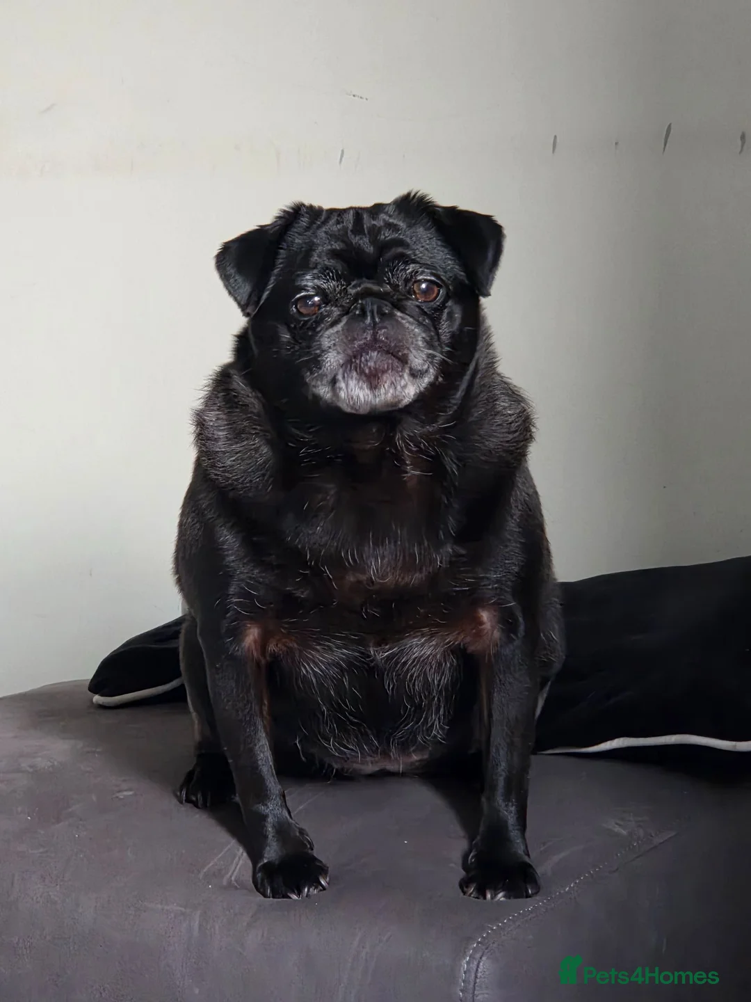 Pug dogs for sale: 5 year old black pug - Ellie  - Advert 7