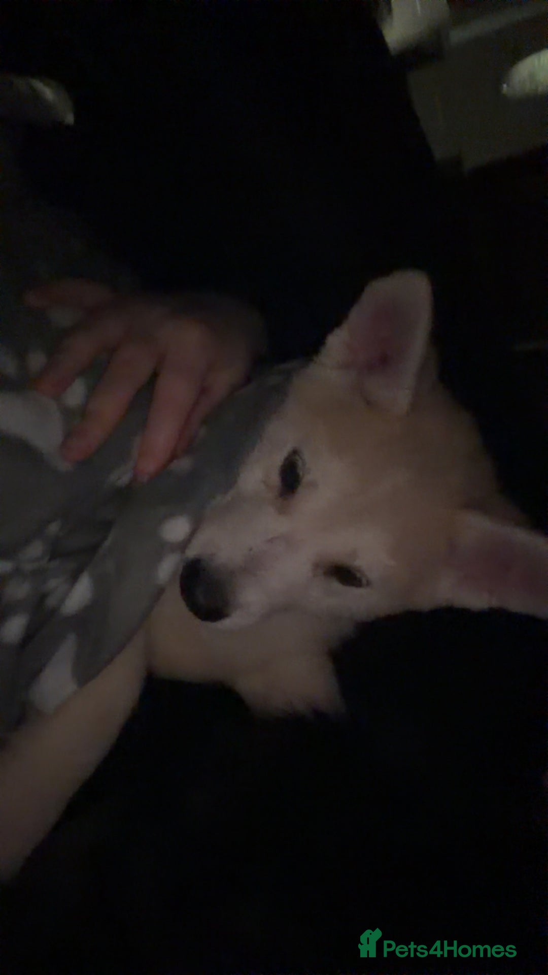 Siberian Husky dogs for sale: White male Siberian husky - Advert 8